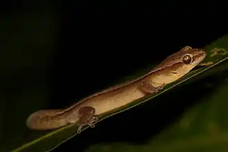 Description de l'image Dierogekko nehoueensis 33597271.jpg.