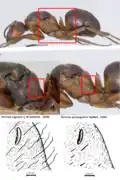 Différences entre les reines Formica lugubris et Formica paralugubris. Les poils situés sur le côté du thorax, en dessous du dernier stigmate, sont plutôt longs, frisés et fins chez F. lugubris ; courts, droits et épais chez F. paralugubris.