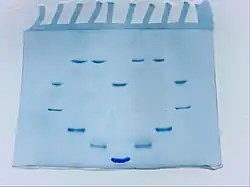 Gel SDS discontinu