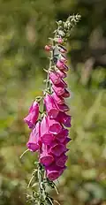 Grappe de Digitalis purpurea près du Lotharpfad en Forêt-Noire.