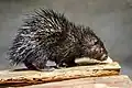 Hystrix pumila