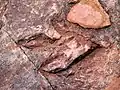 Ichnite de Dilophosaurus.