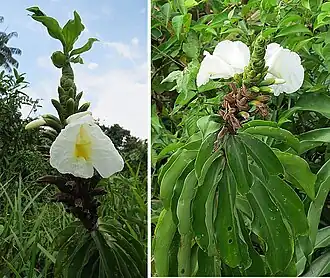 Description de l'image Dimerocostus strobilaceus (20553041886).jpg.