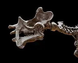Crâne et vertèbres cervicales de Uintatherium, conservé au Muséum national d'histoire naturelle de Paris.
