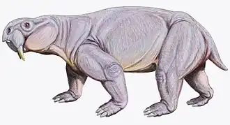 Reconstitution of D. tener