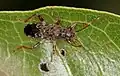 Dinomachus capeneri, Afrique du Sud.