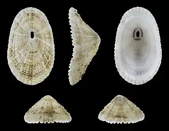 Description de l'image Diodora graeca 01.jpg.