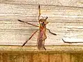 Diogmites neoternatus.