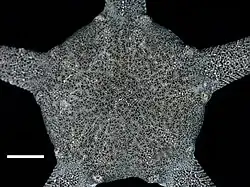 Diopederma daniana