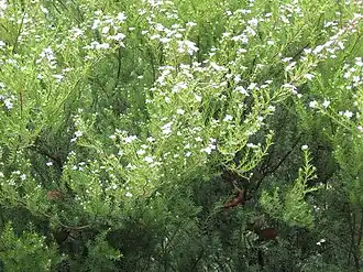 Description de l'image Diosma ericoides.jpg.