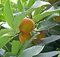 Fruit en maturation
