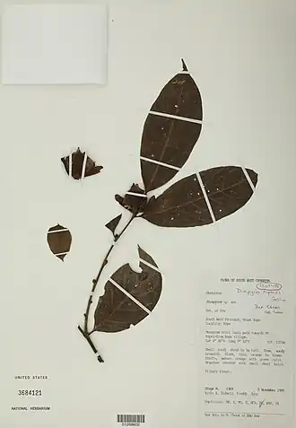 Diospyros kupensis.