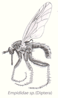 Mouche prédatrice.