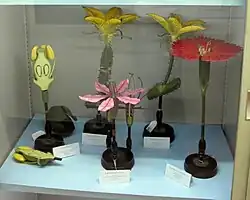 Différents modèles de fleurs.