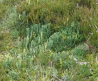 Description de l'image Diphasiastrum oellgaardii 020913b.JPG.