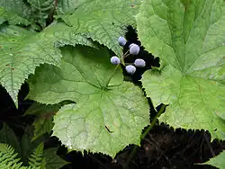 Fruit.