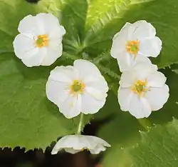 Fleurs
