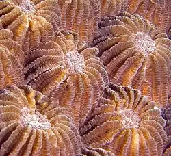 Coralites.