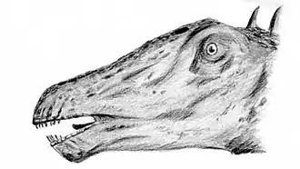 Tête