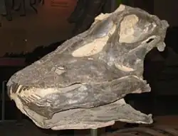 Moulage d'un crâne d'un diplodociné indéterminé (CM 11161), attribué précédemment à D. longus au Smithsonian museum of Natural History, Washington DC