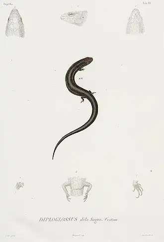 Description de l'image Diploglossus delasagra.JPG.