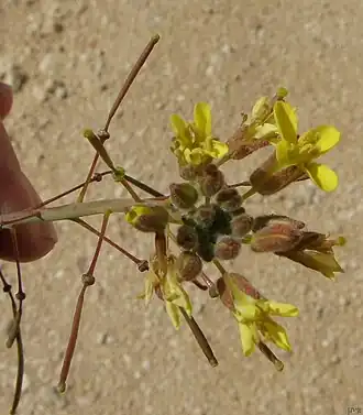 Description de l'image Diplotaxis harra flower and pods.JPG.