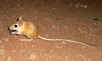 Description de l'image Dipodillus campestris - North African Gerbil.jpg.