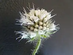 Fleur