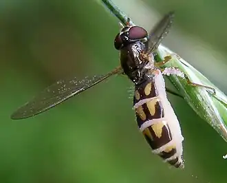 Description de l'image Diptera-Syrphidae-Melanostoma-scalare-201208050081.JPG.