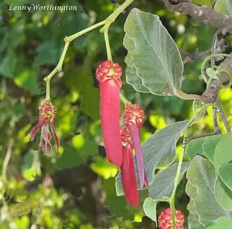 Description de l'image Dipterocarpus intricatus (21779323786).jpg.