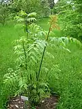 Dipteronia sinensis