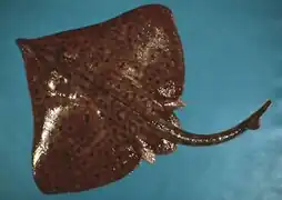 Dipturus laevis