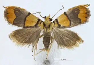 Diptychophora galvani