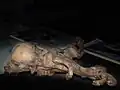 Cochon de Tchernobyl altéré par les radiations.