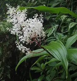Maianthemum gigas