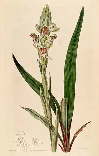 Description de l'image Disa cernua (as Disa prasinata) - Bot. Reg. 3 pl. 210 (1817).jpg.