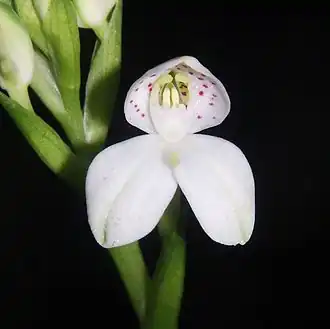 Description de l'image Disa tripetaloides 240506.jpg.