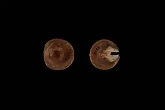 Discina lamellosa