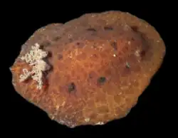 Discodoris branneri