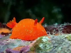 Discodoris rosi