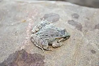 Description de l'image Discoglossus scovazzi.jpg.