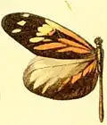 Dismorphia amphione amphione mâle