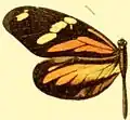 Dismorphia amphione astynome femelle
