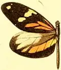 Dismorphia amphione astynome mâle