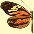 Dismorphia amphione discrepans femelle