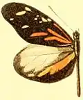 Dismorphia amphione discrepans mâle