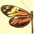 Dismorphia amphione amphione femelle
