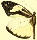 Dismorphia crisia foedora mâle