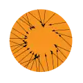 Le disque avec les vecteurs 
  
    
      
        f
        (
        x
        )
        −
        x
      
    
    {\displaystyle f(x)-x}
  
 attachés chacun à leur origine 
  
    
      
        x
      
    
    {\displaystyle x}
  
.