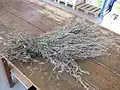 Absinthe (plante) séchée puis effeuillée avant macération.